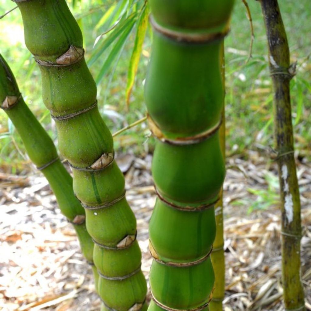 Bambu Nagin