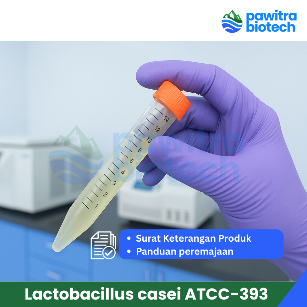 Kultur Bakteri Isolat Murni Lactobacillus casei MRS Agar miring
