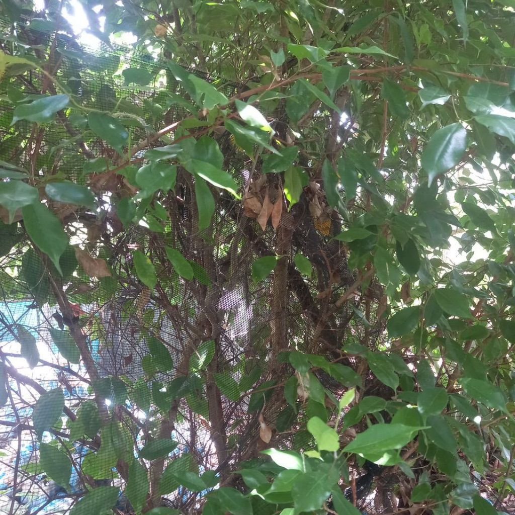 batang beringin bahan bonsai
