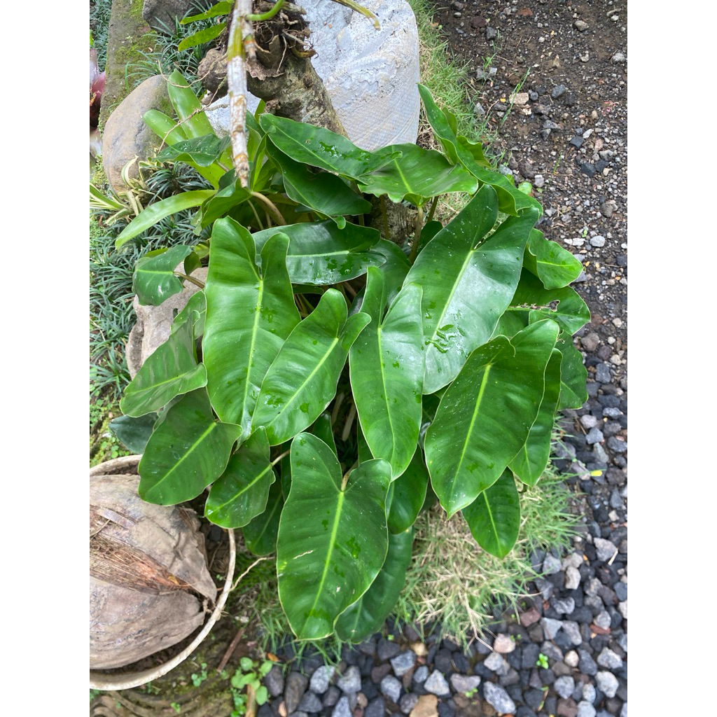 Philodendron Burle Marx