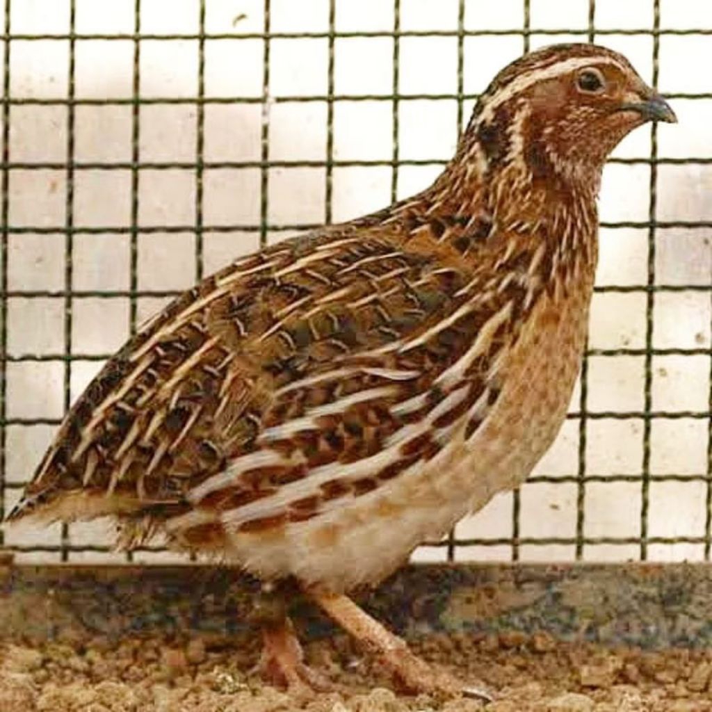 Burung Puyuh Hidup Super Top Grade