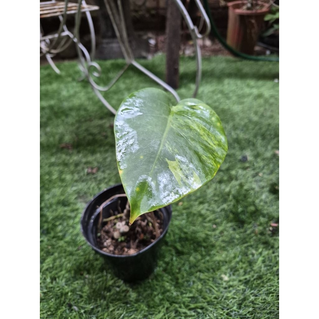 TANAMAN MONSTERA VARIEGATA