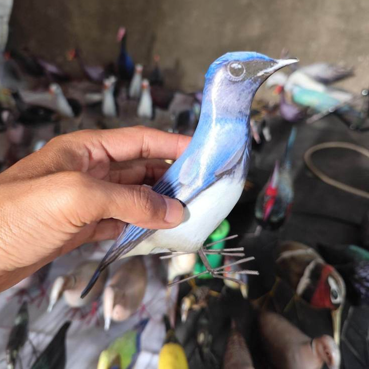 patung burung tledekan laut / jontrot manuk solendang biru / selendang laut
Bahan spon bagus d lapis