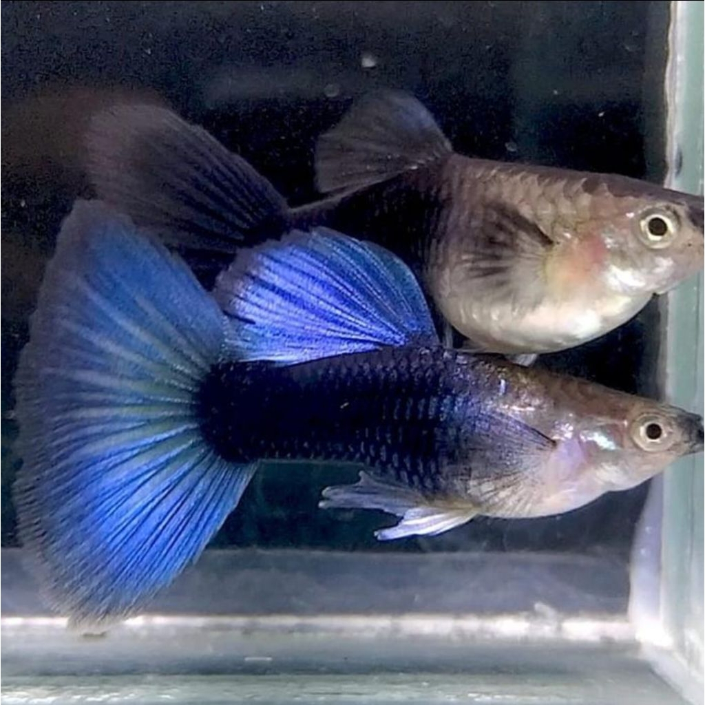 Ikan Guppy HB Blue ( 2 pasang)