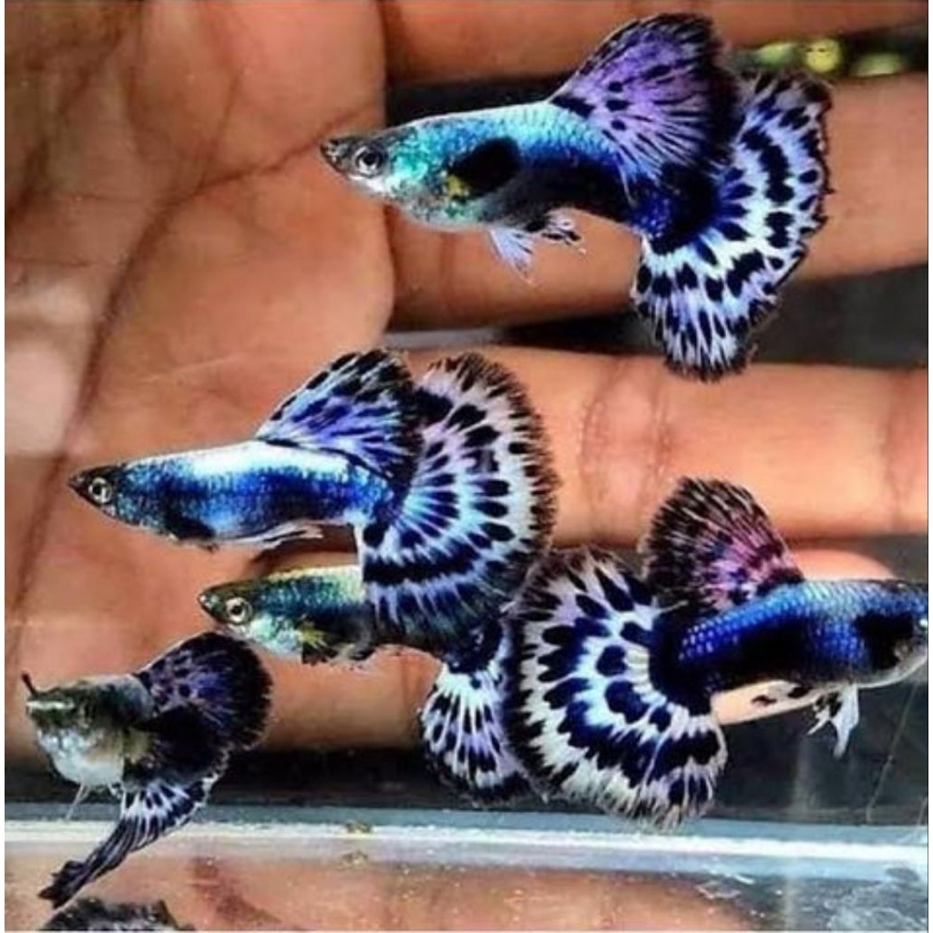 Ikan Guppy Blue ivory