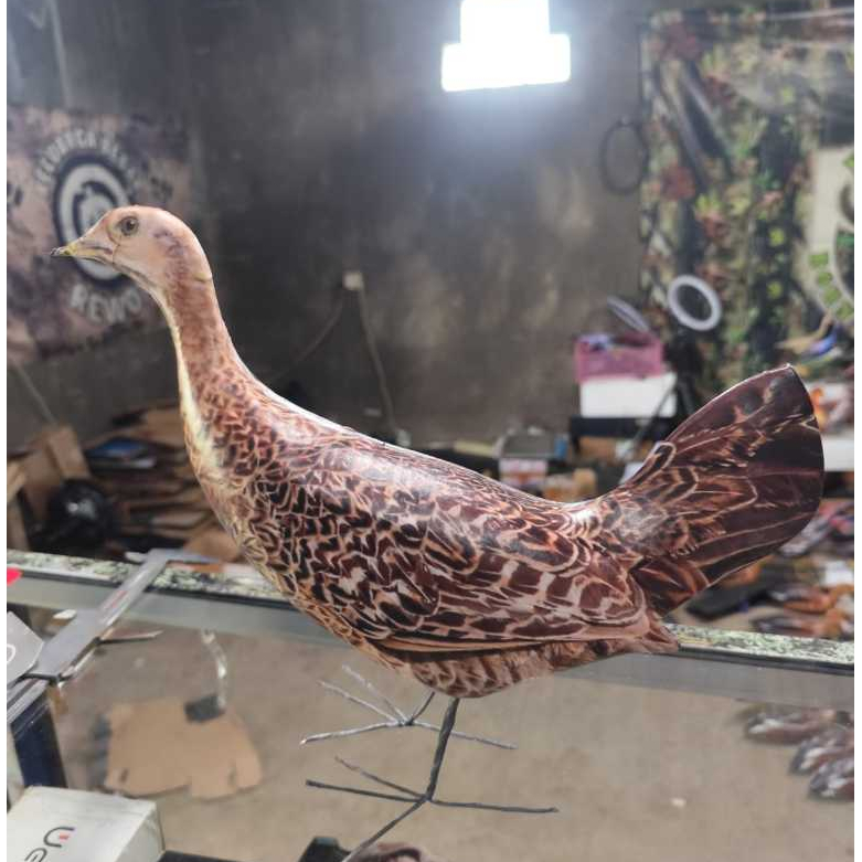BONEKA jontrot ayam betina cangehgar  / ayam dekoy cawehwer/ JONTROT TAMAN / DEKOY ayam hutan betina