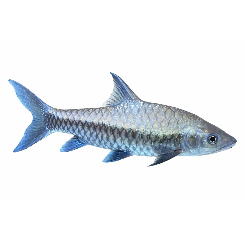 Tor Thungyai / Tambroides Thai 5-6cm