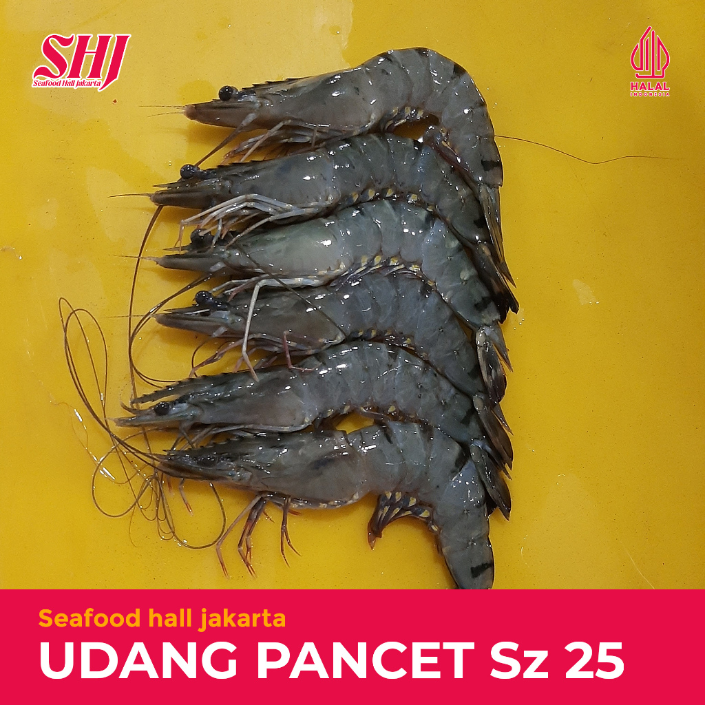 Udang Pancet Size 25 500gr/1kg / Black Tiger Prawn Jumbo / Udang Windu Besar