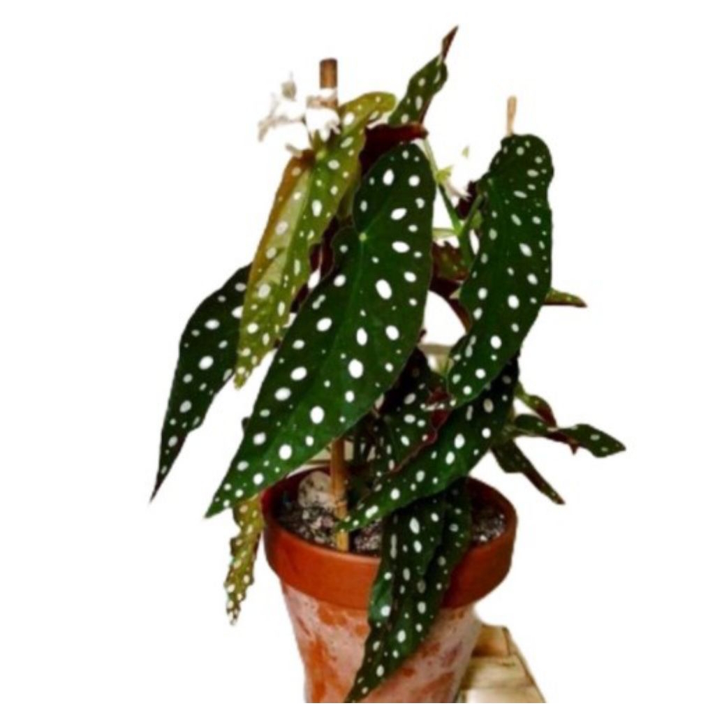 Tanaman begonia polkadot - Tanaman Hias begonia polkadot