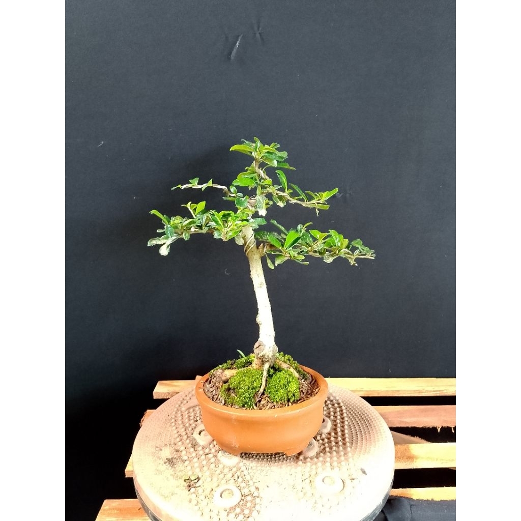 bonsai hokiantea bunga