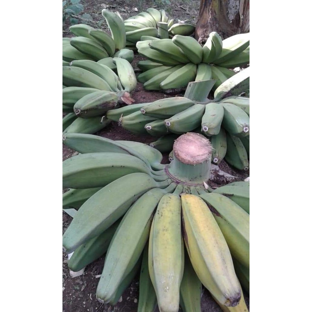 bibit pisang kepok papua hasil kultur jaringan pisang asli Papua buah besar