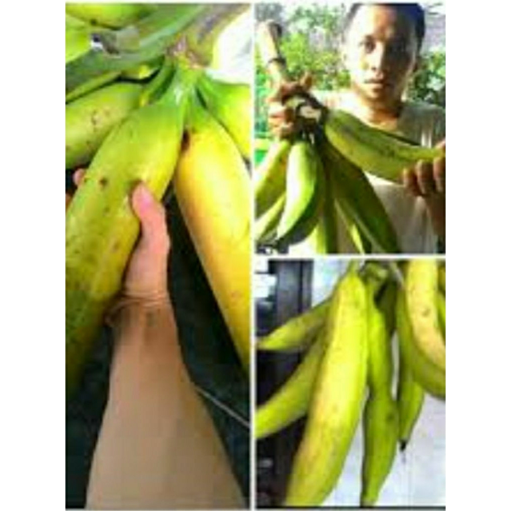 bibit pisang tanduk botol