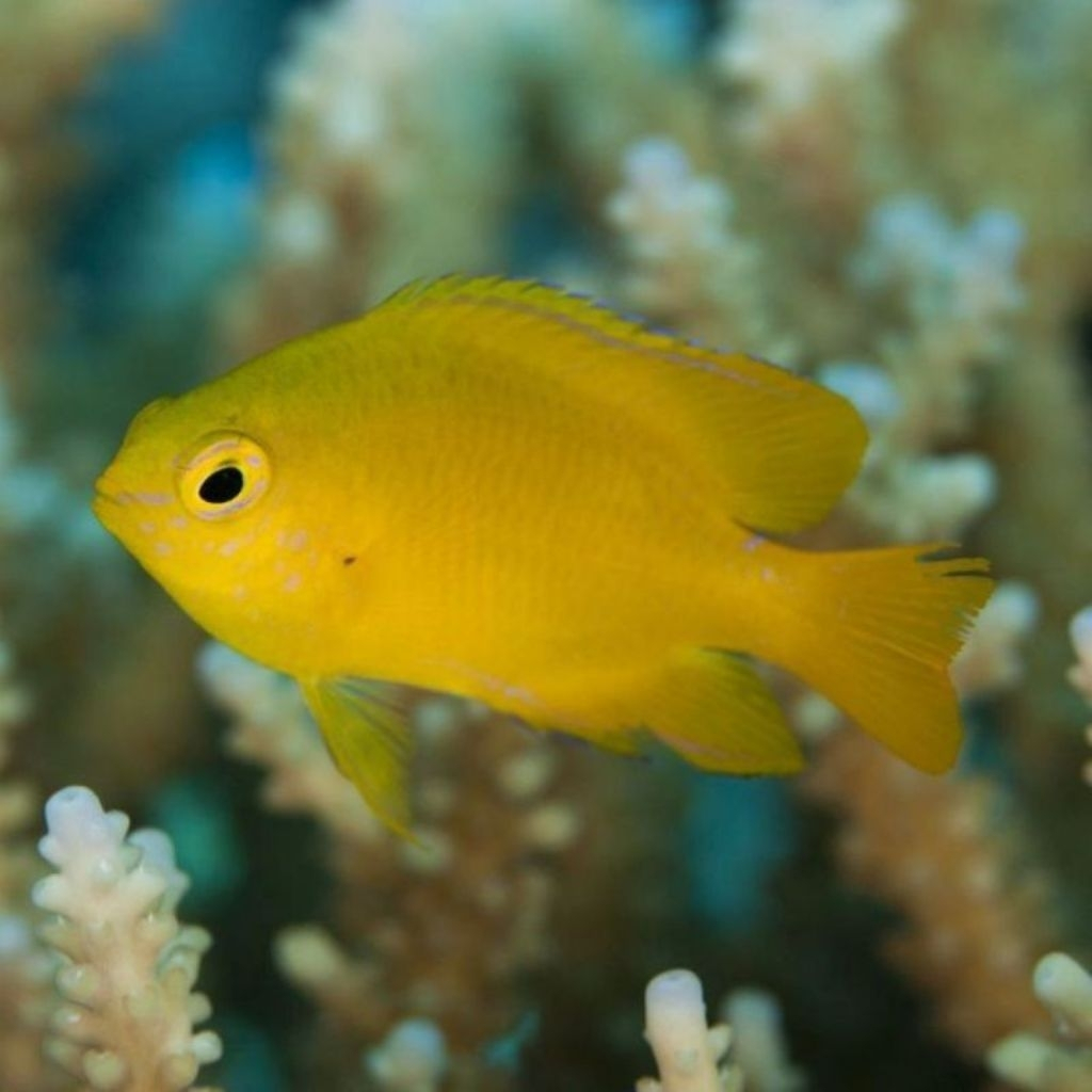 Ikan Hias Air Laut Betok Kuning