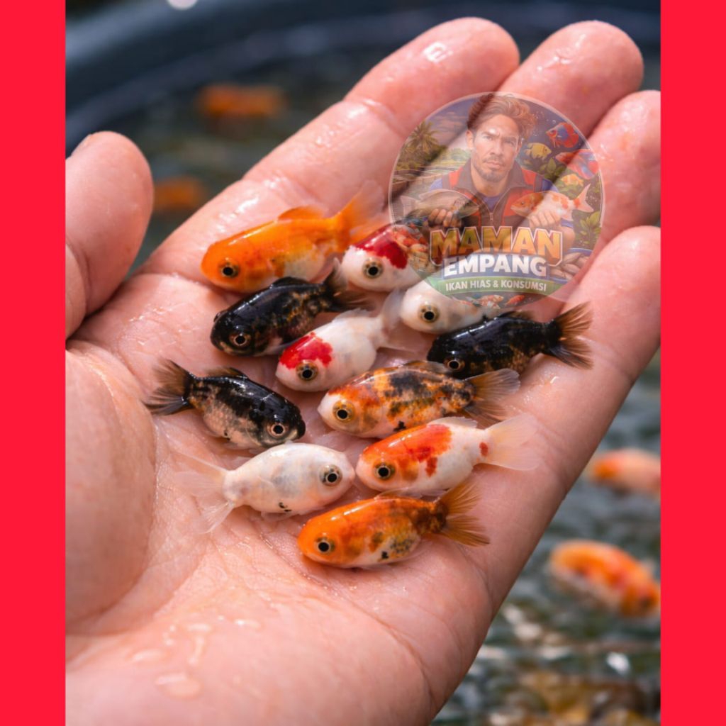 Ikan Hias Oranda koki size S, S+ ,M ,L hiasan Aquarium
