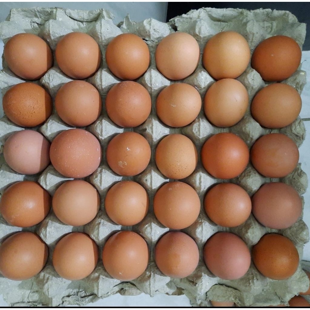 Telur Ayam negri 1 kg