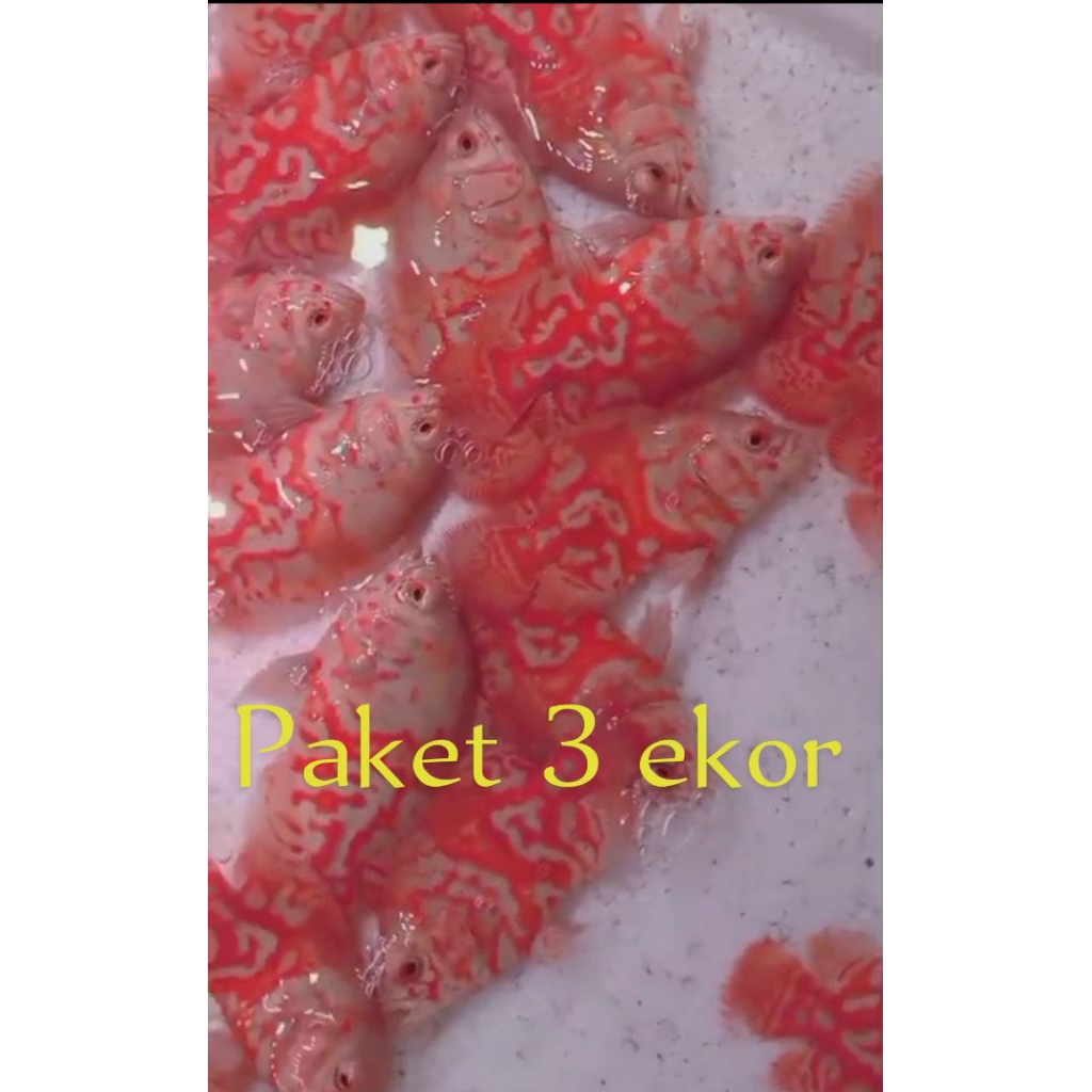 Paket 3 ekor Oscar Tiger albino Thailand super