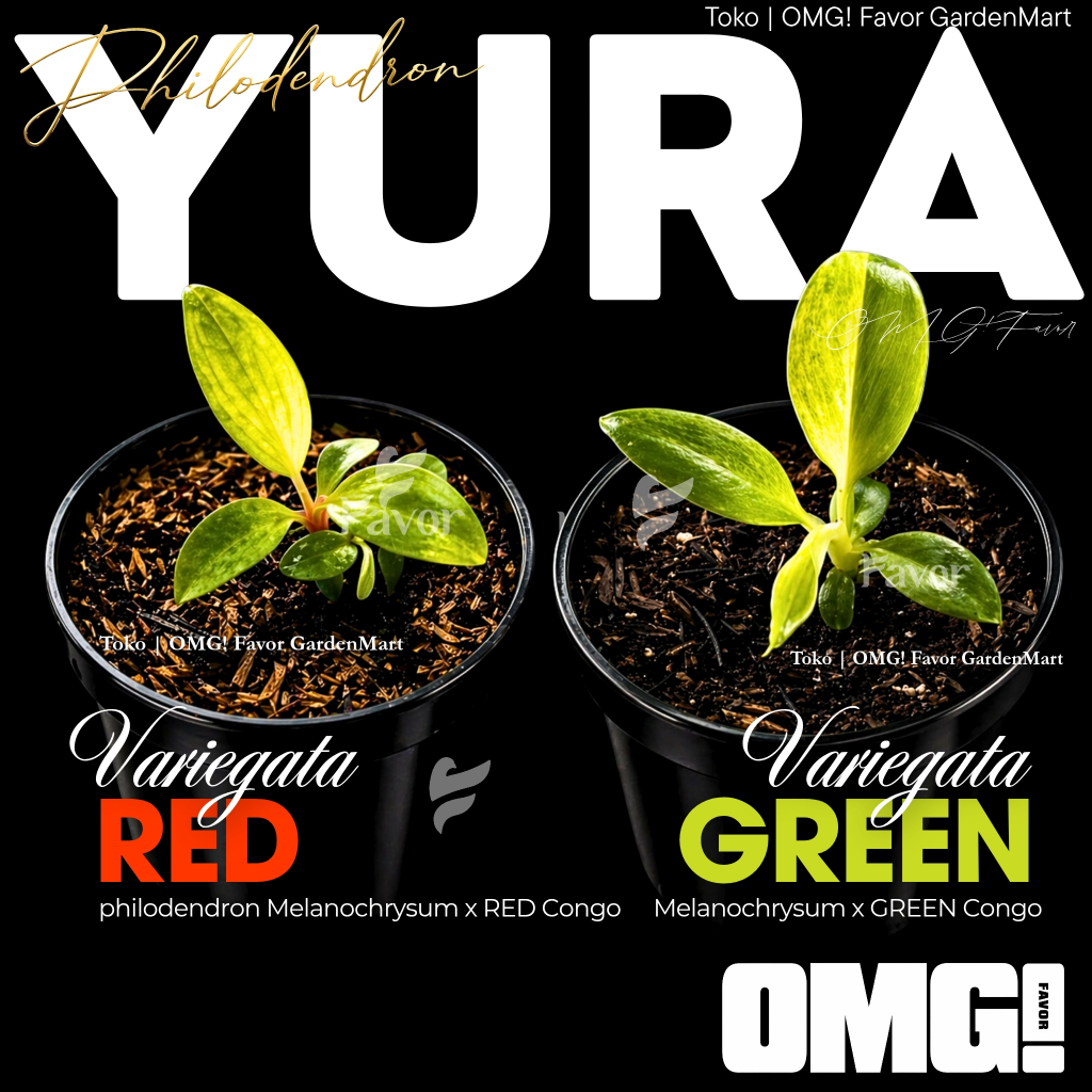 Philodendron YURA VARIEGATA RED & GREEN (Philodendron Melanochrysum x Red/Green Congo) | Tanaman Hia