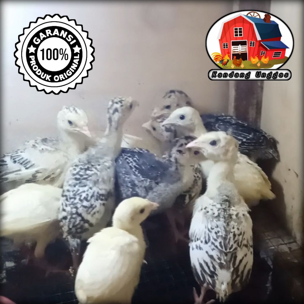 Ayam Kalkun Usia 1 Bulan • Ayam Kuluk • Ayam Pedaging • Ayam Turki • Kandang Unggas