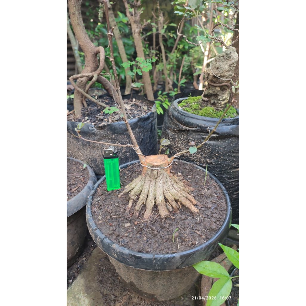 bonsai waru merah prokar bahan istimewa