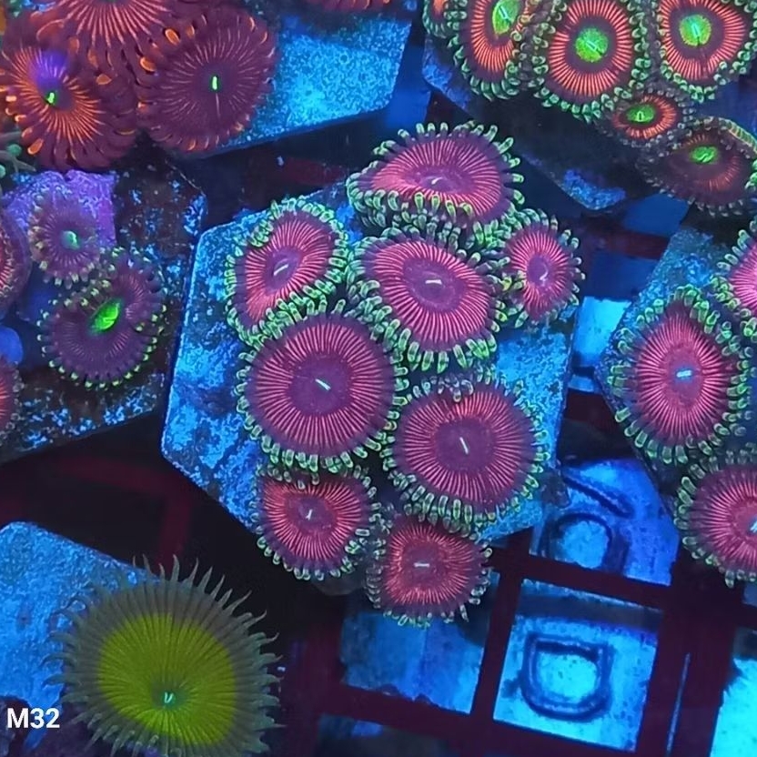 zoa frag 02
