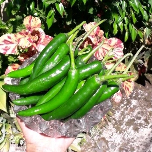 cabe hijau besar super / cabe teropong / cabe tw hijau 1kg