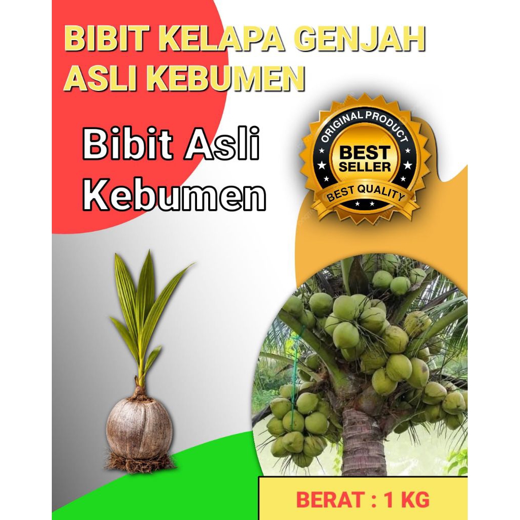 HARGA PETANI  Pohon Kelapa Pendek Berbuah Lebat, Pohon Kelapa Pendek Berbuah