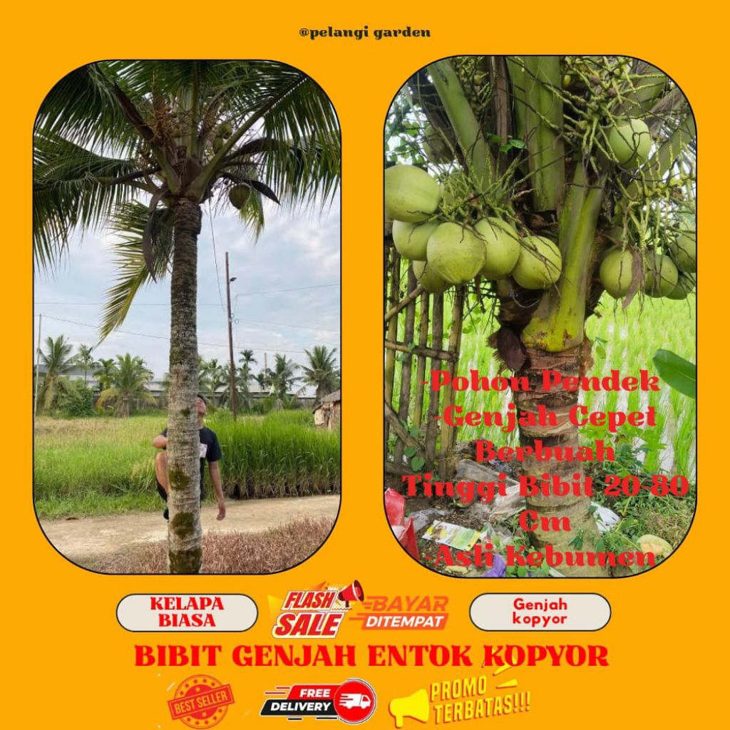 HARGA GROSIR !! Bibit Buah Kelapa Pendek Entok Jumbo, Bibit Buah Kelapa Pendek Entok