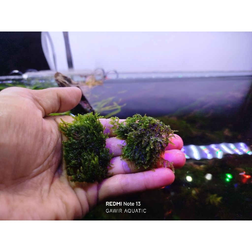 Moss weeping tropica