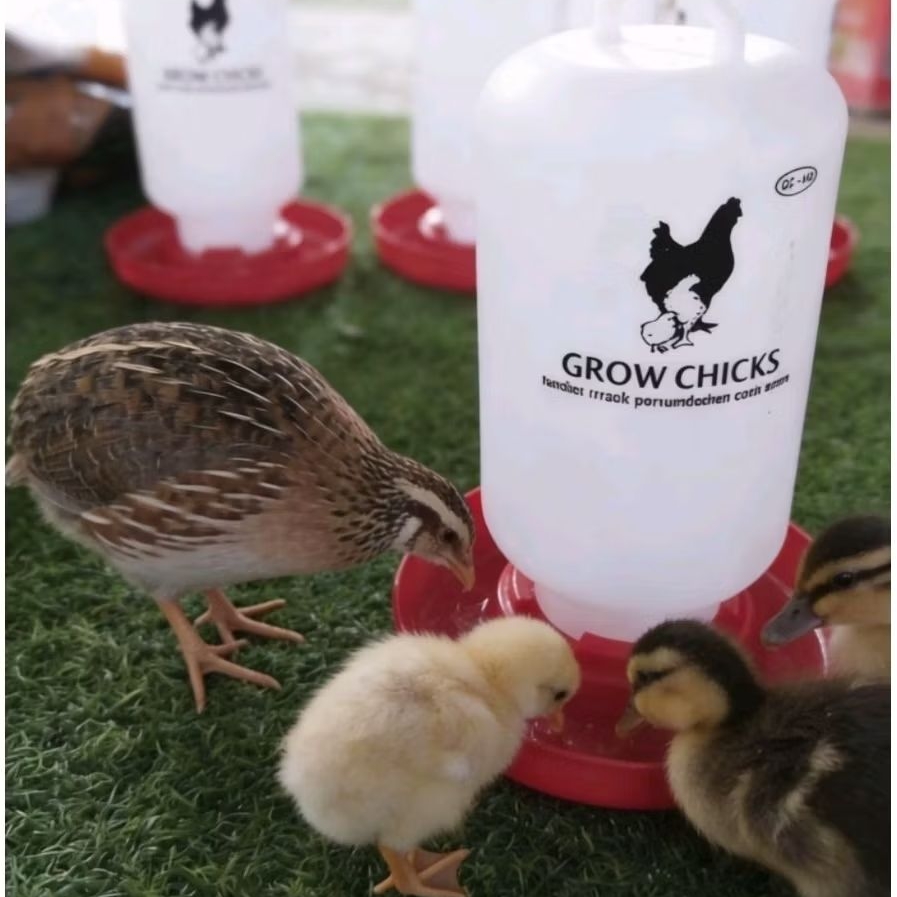 Tempat Minum Anak Ayam Anak Bebek Burung Puyuh Hamster