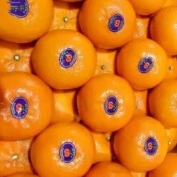 Jeruk Mandarin Murcot 500g