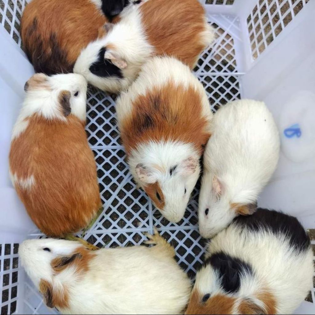 Marmut Lokal - Marmut Hidup Anakan Marmut Imut dan Lucu