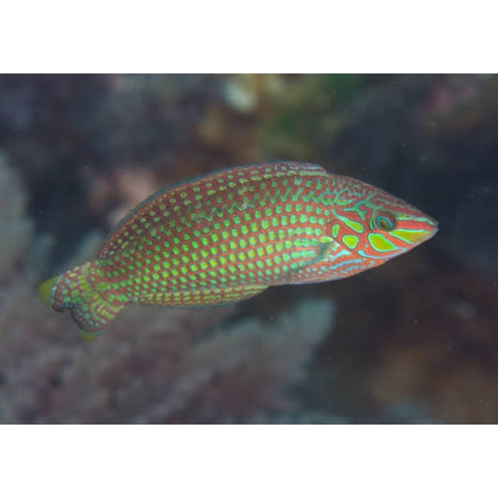 Ikan Hias Air Laut Keling Argus (Argus Wrasse)