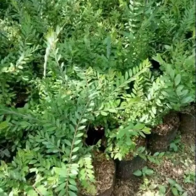 tanaman hias cendrawasih//pohon cendrawasih