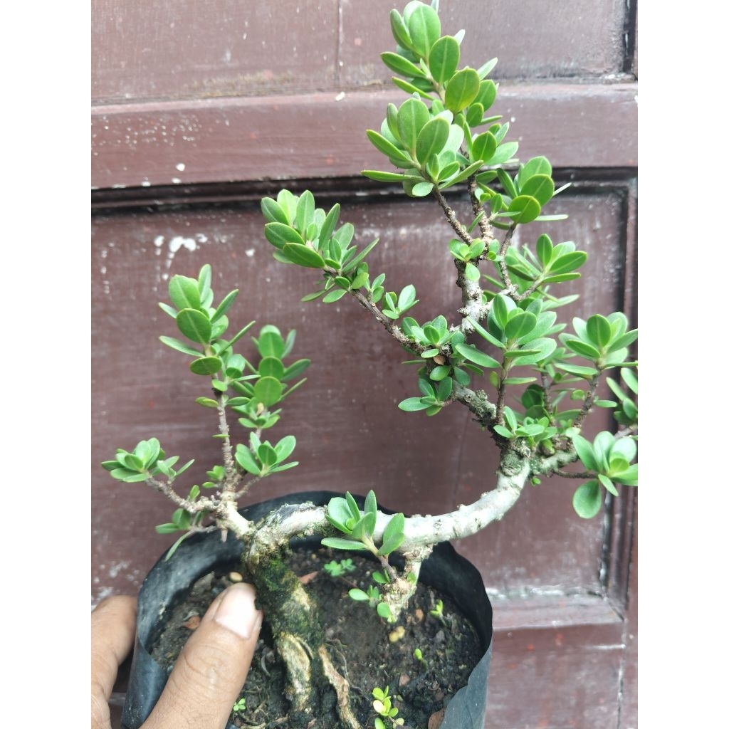 (sesuai gambar) Santigi mawar daun bulat