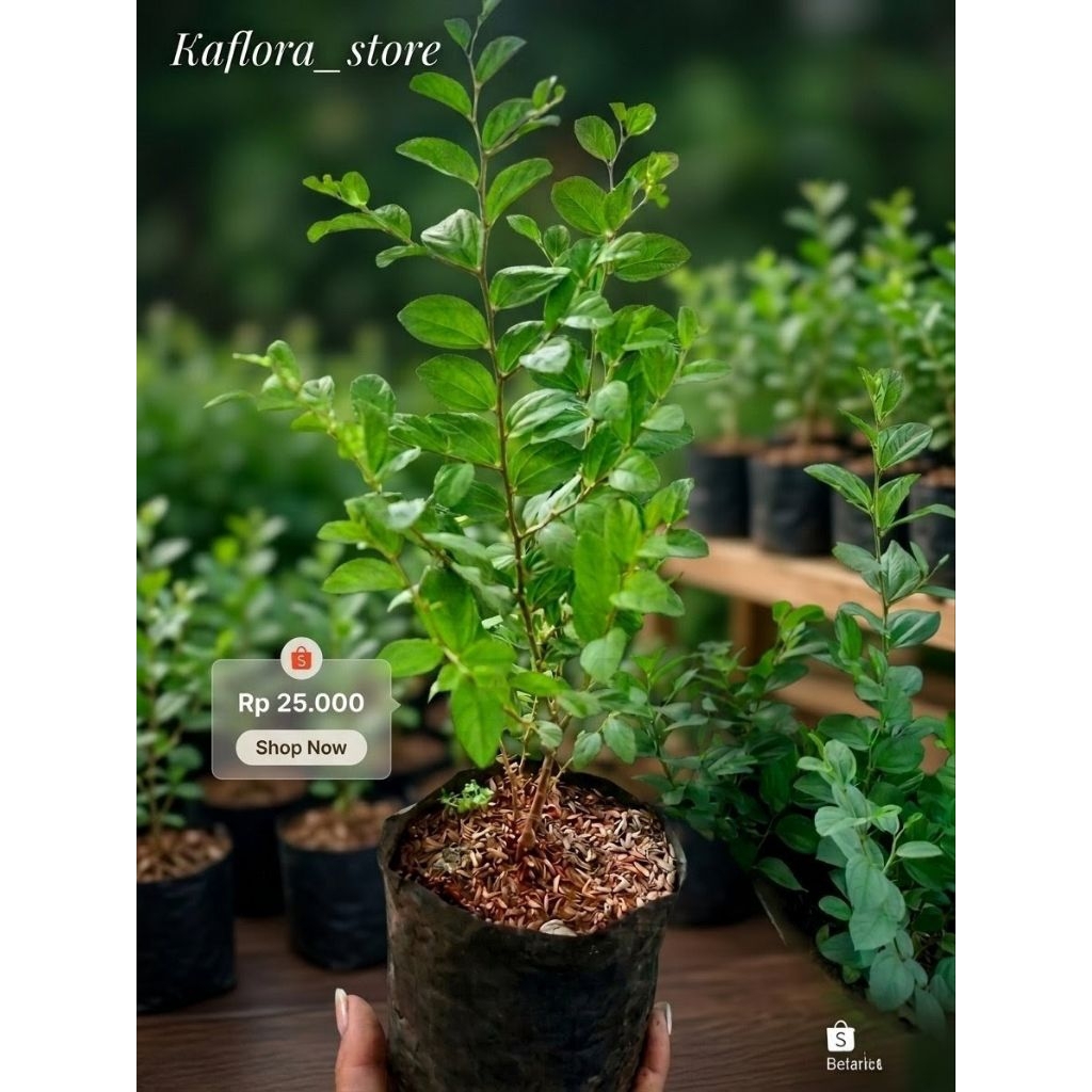 POHON BIDARA ARAB ASLI TINGGI ±40-50CM / TANAMAN BIDARA ARAB ASLI