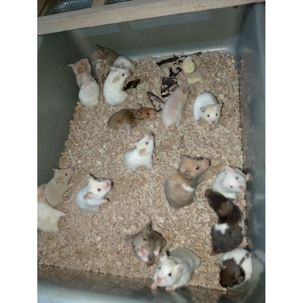 HAMSTER INDUKAN BETINA SYRIAN