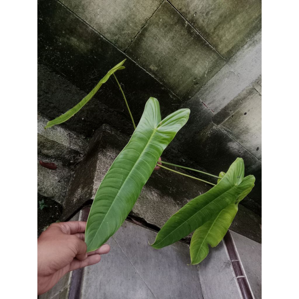 philodendron sharoniae realpict