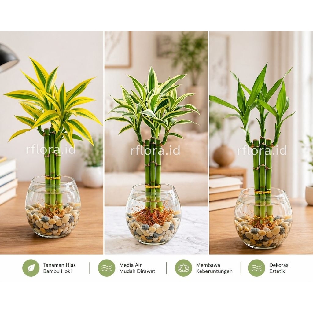 TANAMAN HIAS | TANAMAN HIAS BAMBU HOKI SRI REJEKI PAKET 3 BATANG | Tanaman Hias Indoor/outdoor Hijau