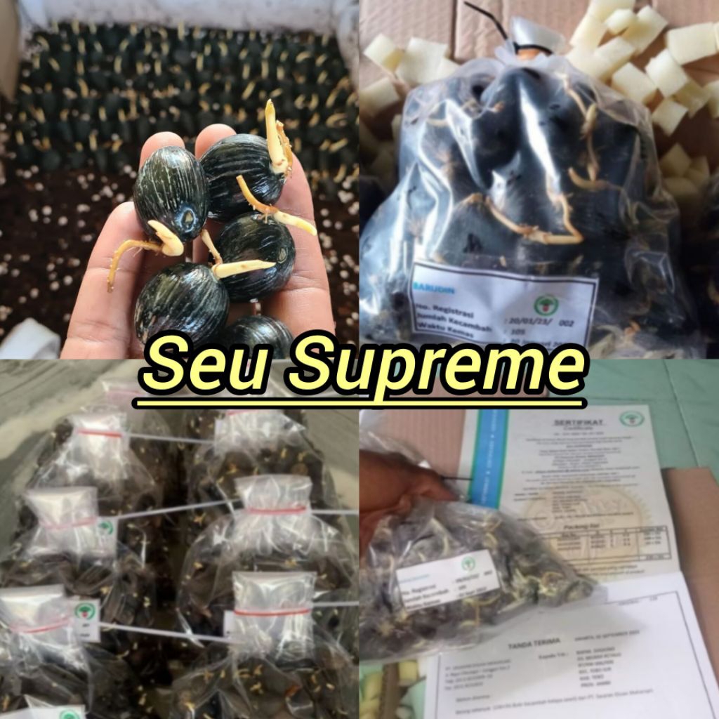 benih kecambah sawit seu supreme berkualitas