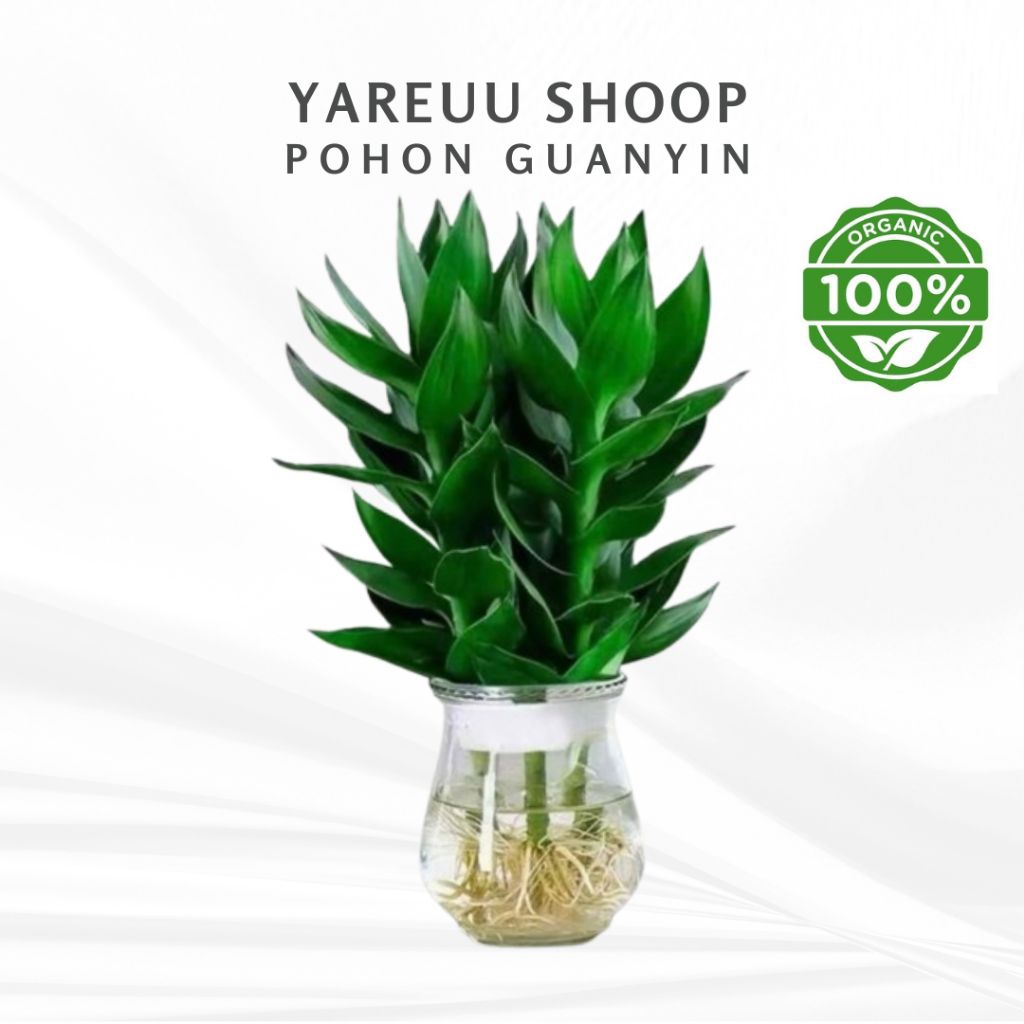 paket 3 Pohon guanyin bambu hoki / Tanaman bambu keberuntungan bambu hoki