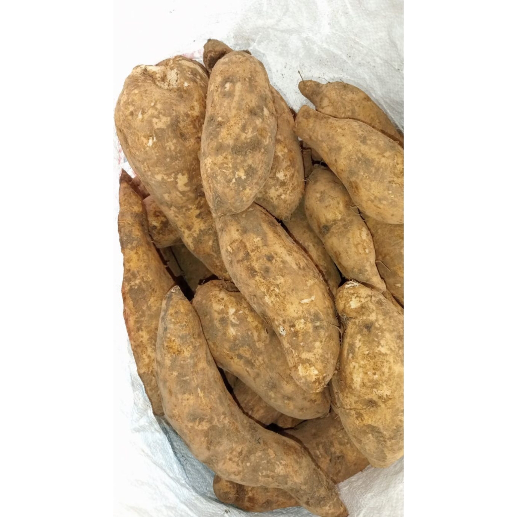UBI MADU/UBI KUNING
