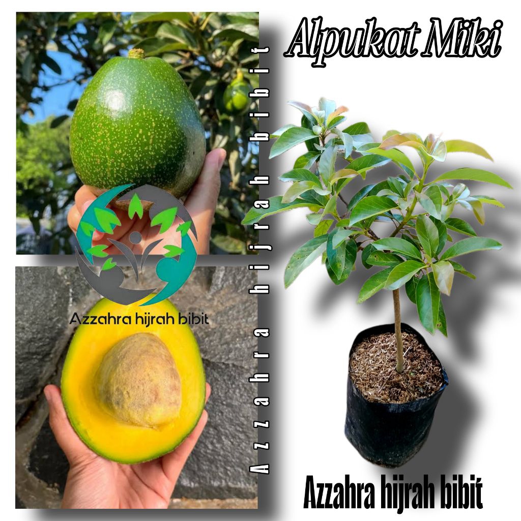 BIBIT ALPUKAT MENTEGA MIKI/TANAMAN ALPUKAT MIKI/BIBIT ALPUKAT MENTEGA SUPER