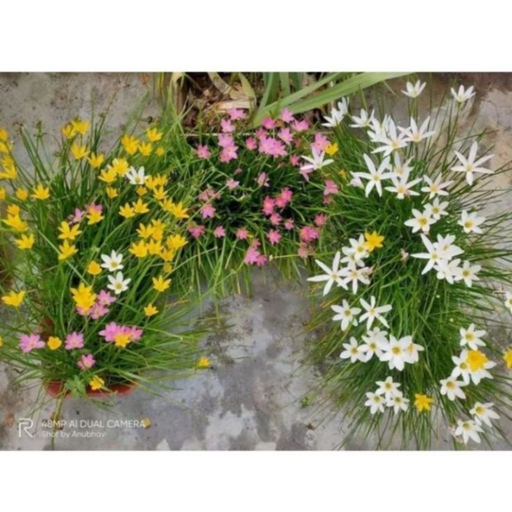 3PCS TANAMAN HIAS BUNGA LILI HUJAN -LILI RAIN BUNGA HIDUP
