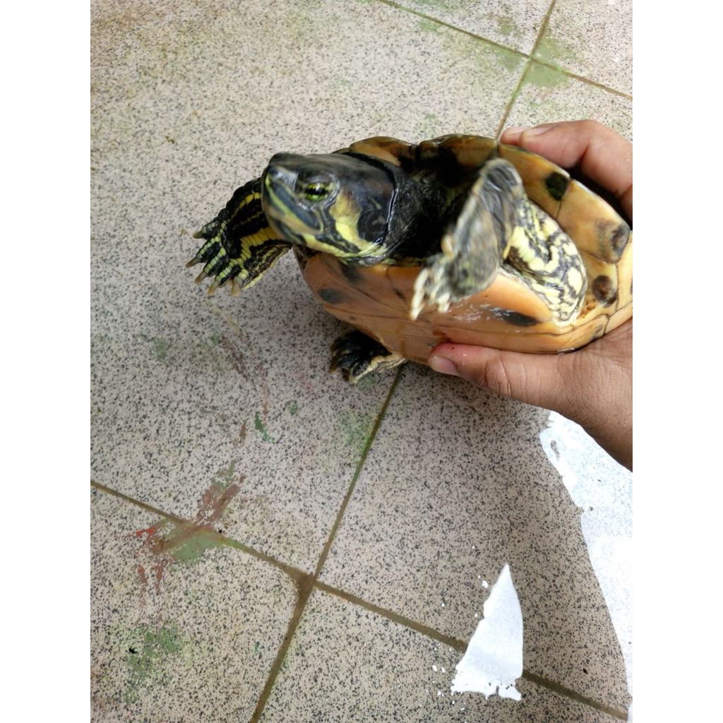 Kura kura Yellow Belly Betina size breed indukan