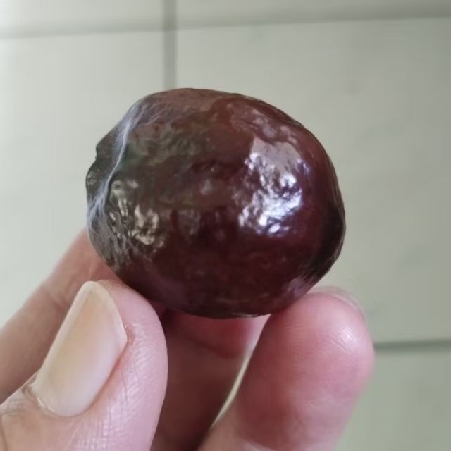 Kemiri Adu Muncang Adu Jalim Sinta Ori Matang