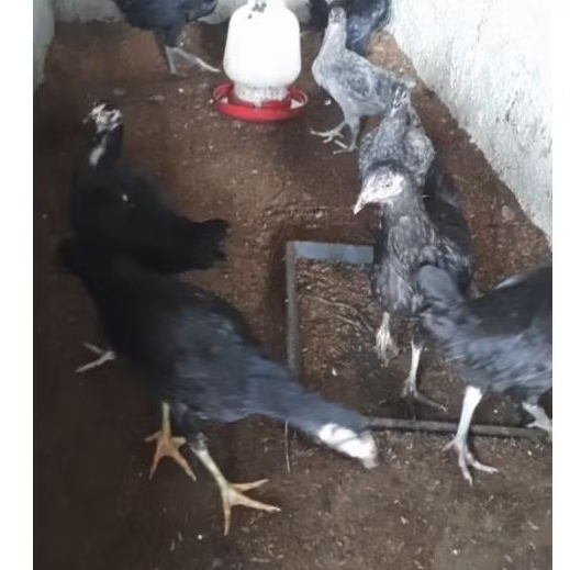 paket ternak ayam KUB 2 Narayana ayam kampung petelur dan pedaging ayam dwiguna Paket Ternak Pembesa