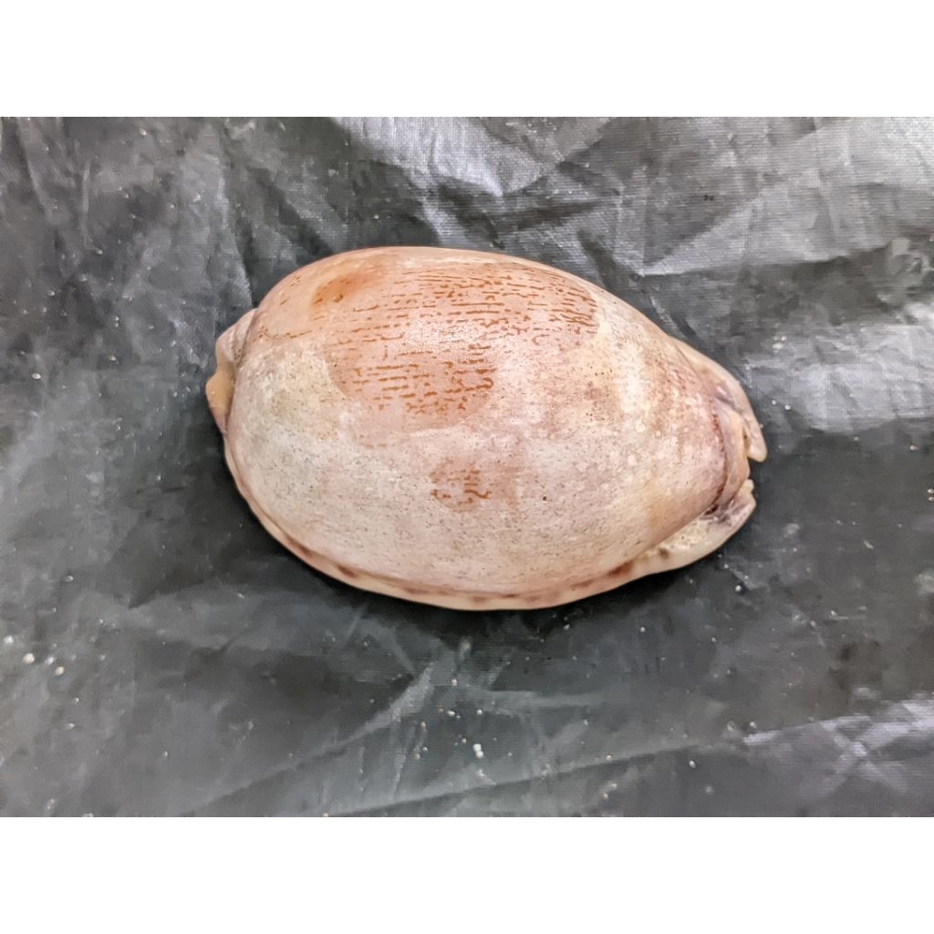 cangkang kerang koleksi/cangkang kuwuk