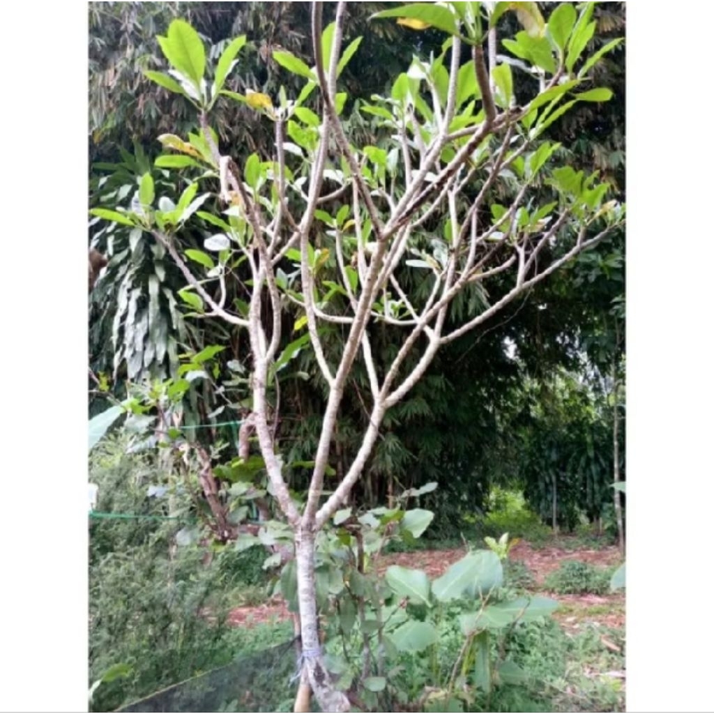 Tanaman hias pohon Kamboja kembang kuning tinggi 3 METER TERMURAH