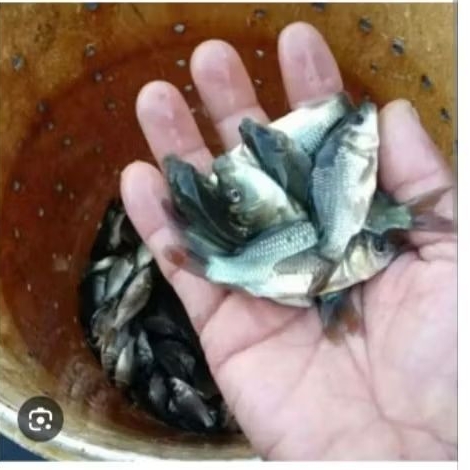 Bibit ikan mas konsumsi paket 50ekor