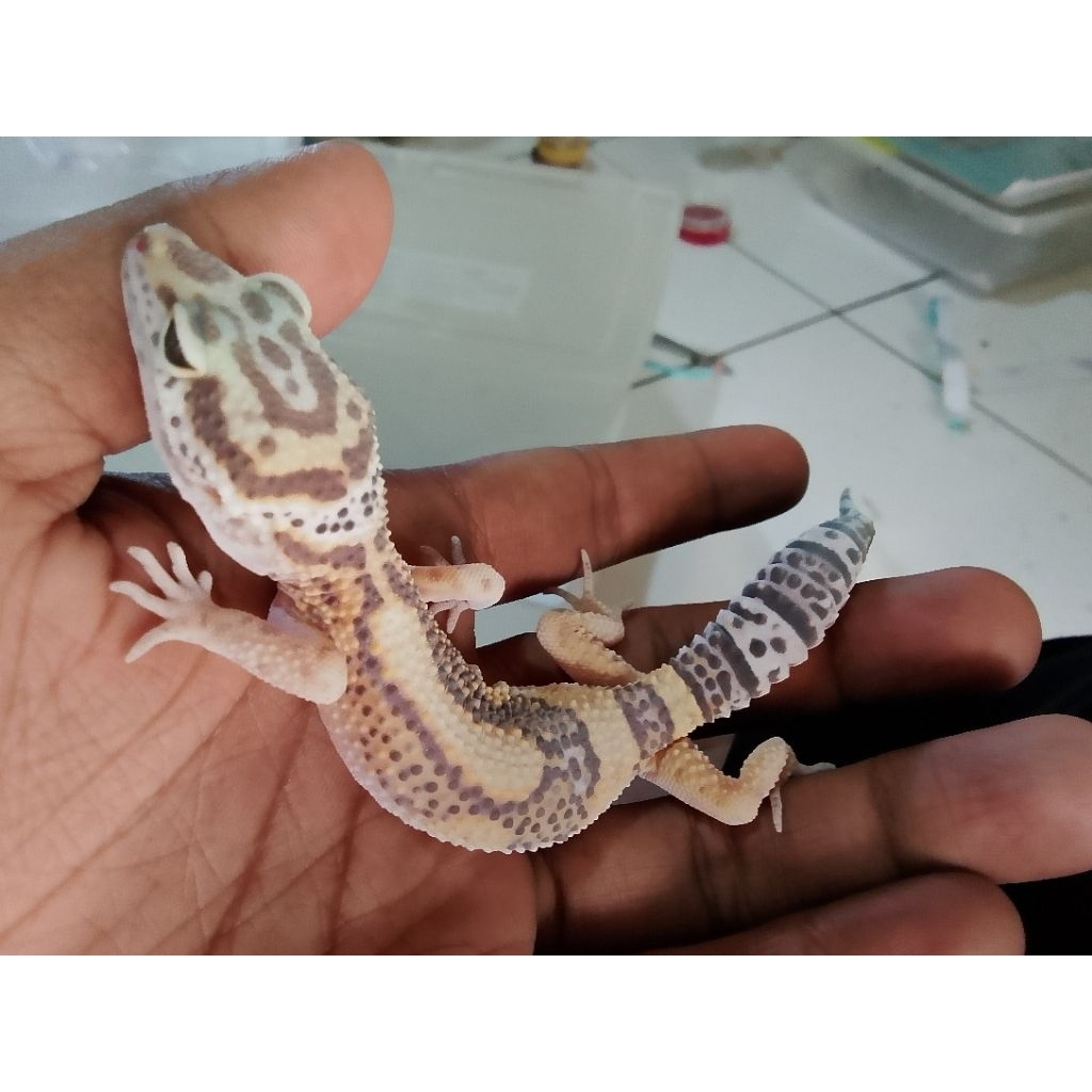 gecko hewan hidup